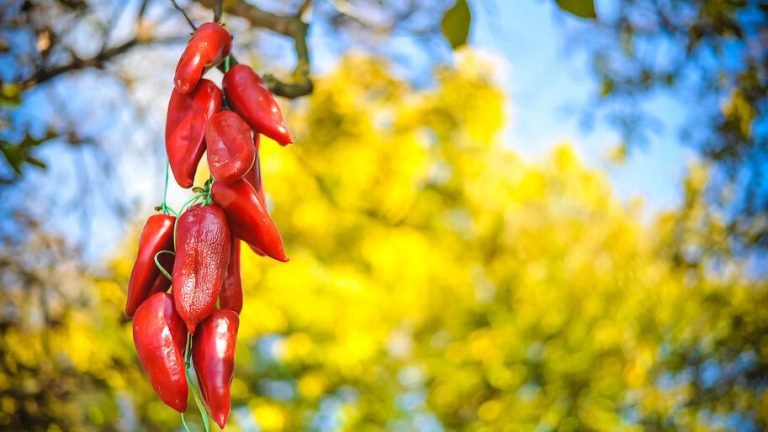 Modernizar la inocuidad de los alimentos al tiempo que se preservan las tradiciones en Serbia