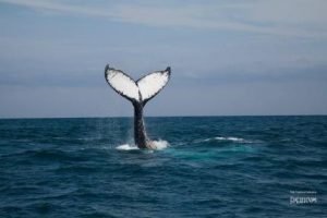 Programa “Preámbulo Giras” ofrecerá proyecciones cinematográficas en diferentes regiones del país