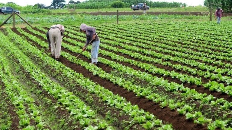 Agricultura y la política económica