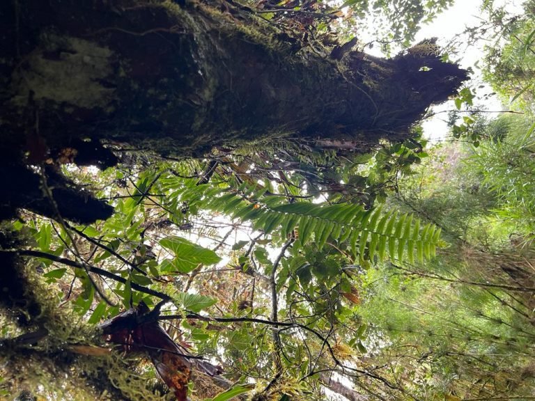 Rodrigo Chaves firma decreto para el aprovechamiento de los árboles caídos en bosques