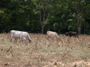Instituciones de Gobierno se unen para enfrentar la época seca