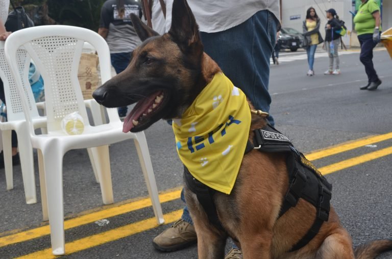 Este domingo tendrá el primer concierto para mascotas en el país