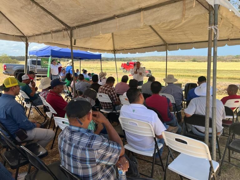 Arroceros de La Pampa celebran inicio de la cosecha de verano 2023