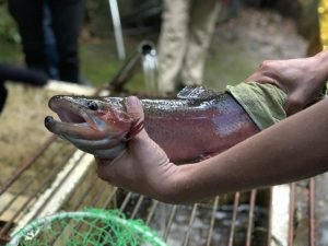 Truchicultores del Cerro de la Muerte lo esperan en la Feria Nacional de la Trucha