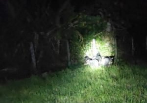 Más de 50 chanchos de monte migraron al río Platanares en el mes de febrero, señala Sinac