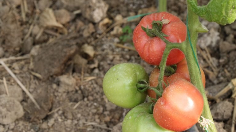 La modernización de las técnicas tradicionales impulsa la producción de los famosos tomates azerbaiyanos