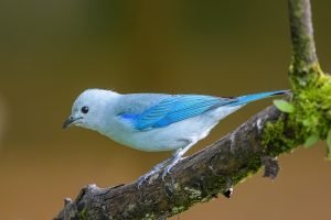 Costa Rica un paraíso para los ornitólogos