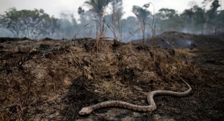 La deforestación de la selva amazónica brasileña aumenta en marzo