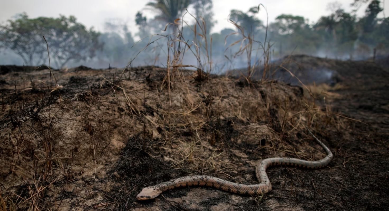 La Deforestación De La Selva Amazónica Brasileña Aumenta En Marzo 