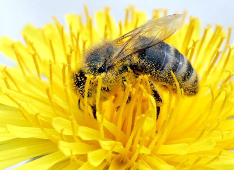 Experto alemán pide más protección para abejas frente a los insecticidas