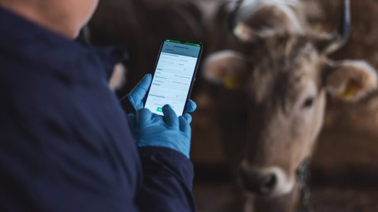 Digitalización de las vacas en Georgia