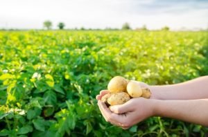Costa Rica celebra el Día Nacional de la Papa: Un homenaje al trabajo agrícola y su aporte al país