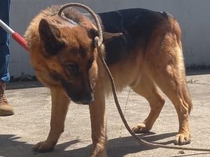 Senasa decomisó perro que causó muerte de niño en Pérez Zeledón