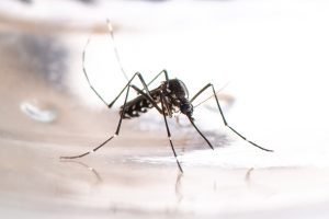 Salud ha notificado más de dieciocho mil casos de dengue en el 2023