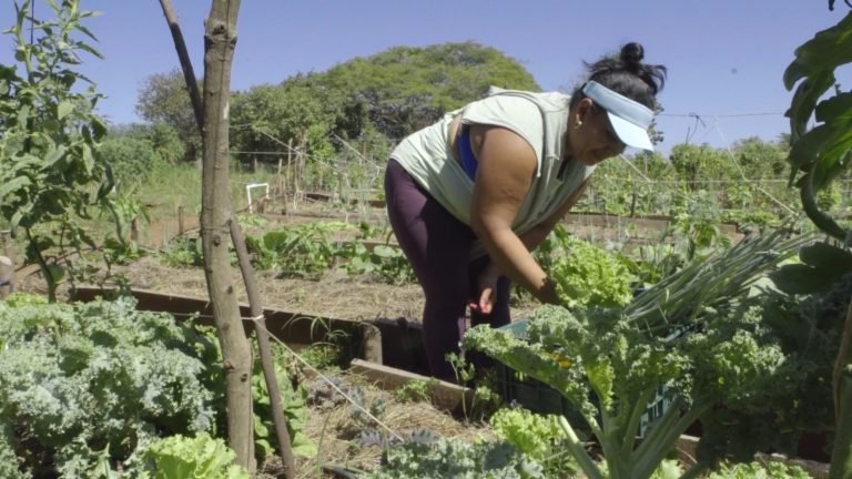 Buscan agricultores en Guanacaste que deseen cultivar 100% orgánico