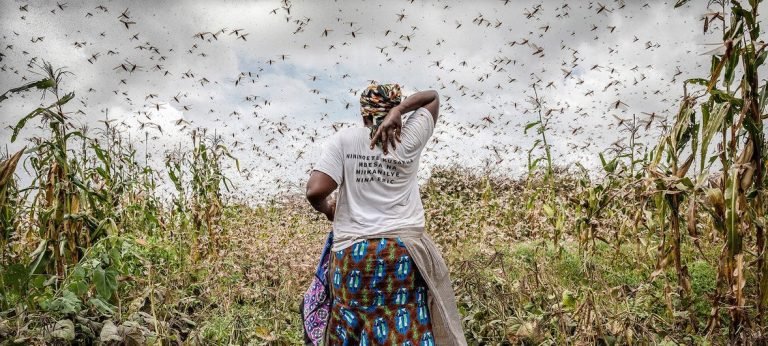 Piensa antes de comprar plantas o insectos por internet