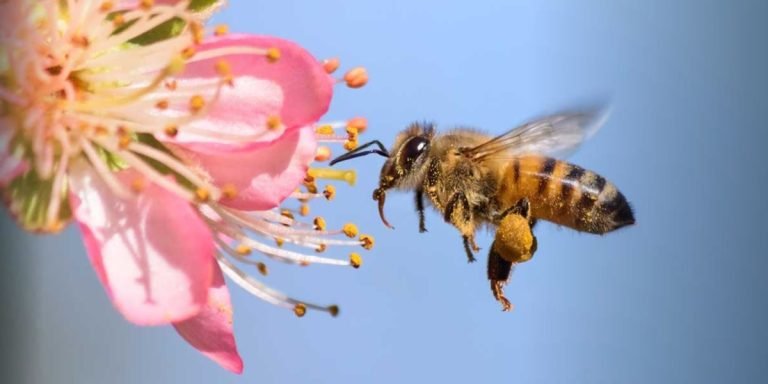 Los agroquímicos y las abejas