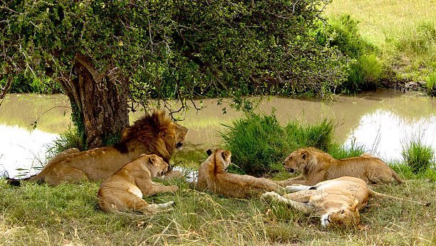 Seis leones fueron asesinados en Kenia, en un golpe a los esfuerzos de conservación