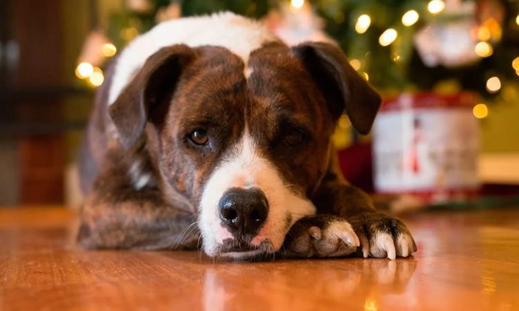 Moravia decide prohibir ventas de pólvora para no afectar salud de vecinos y sus mascotas