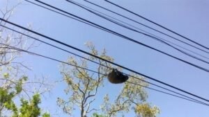 Sinac registró una atención de 117 casos de incidentes de vida silvestre con tendidos eléctricos 