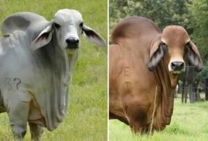 ¿El color del ganado influye en la producción?