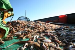 MarViva: Faenas de arrastre en el país duran hasta 6 horas mientras que en Chile solo 15 minutos