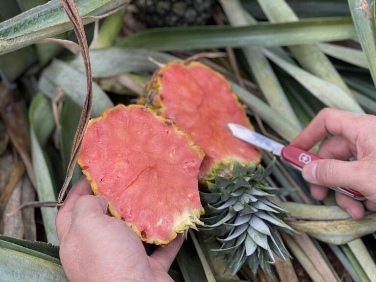 Servicio Fitosanitario del Estado comprueba siembra ilegal de piña rosé en Pital de San Carlos