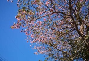 Razones para sembrar árboles