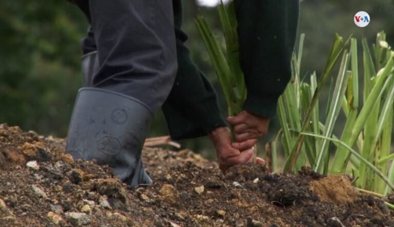 Colombia: más de 2 millones de personas carecen de acceso a alimento diario