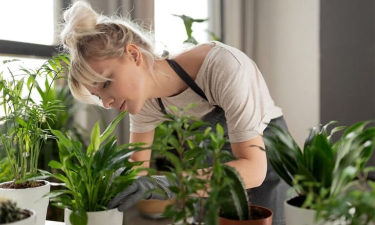 Mantenga la belleza y salud de sus plantas durante la época lluviosa