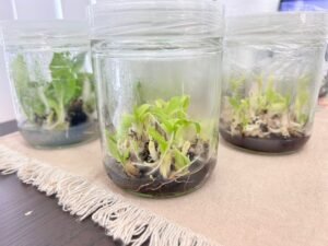 Empresa israelí Rahan invierte más de $15 millones en laboratorio de cultivos en San Ramón 