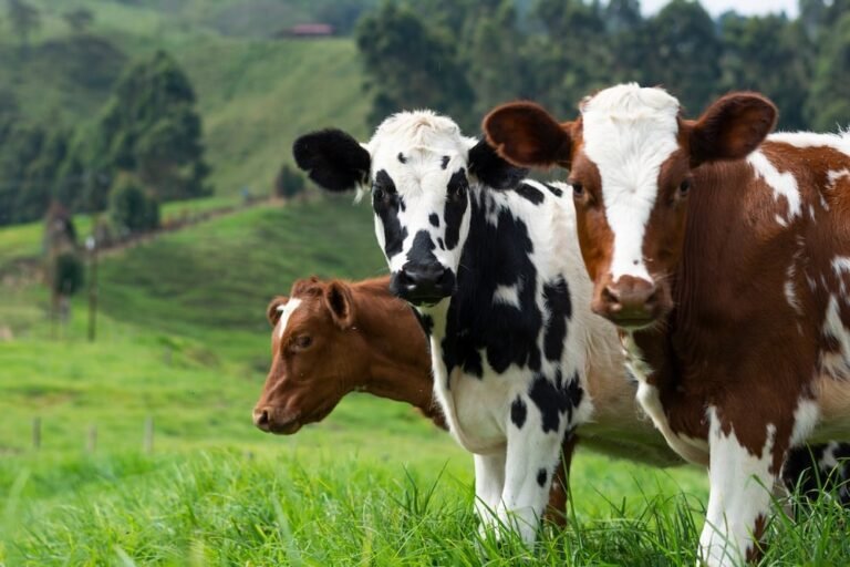 La producción de leche en el trópico basada en forrajes