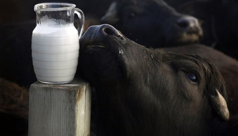 La leche de oveja, cabra, vaca y búfala