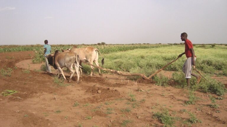 FAO y Reino Unido ponen en marcha medidas preventivas para reducir repercusión de El Niño en Somalia