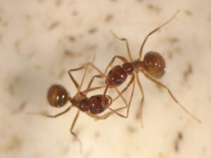 MAG autoriza uso temporal de agroquímicos para control de hormiga loca