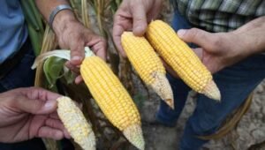 ¿Cómo le afecta el fenómeno El Niño al Triángulo Norte de Centroamérica?