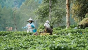 La silvicultura social crea paisajes exuberantes en terrenos rasos en Indonesia