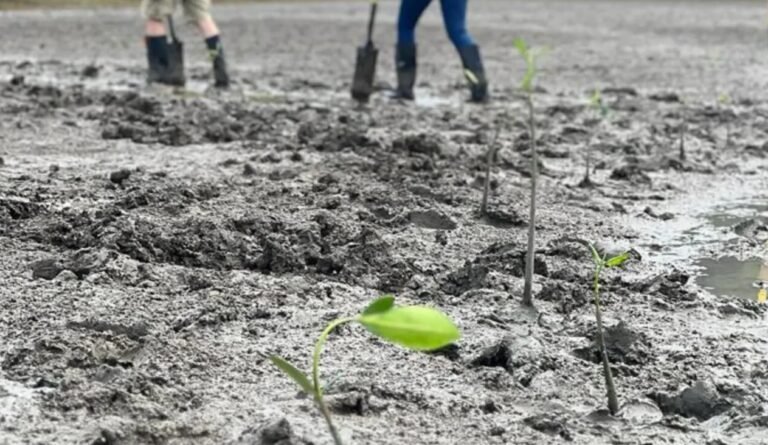 Cementos Progreso realizó actividad de voluntariado en conmemoración al Día Mundial de los manglares