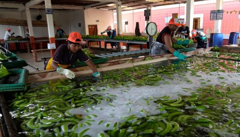 Cárteles explotan industria bananera de Ecuador para traficar cocaína