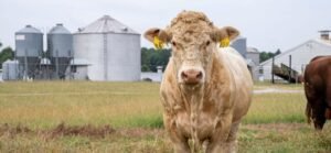 La FAO pasa revista a la emisión de metano por la ganadería