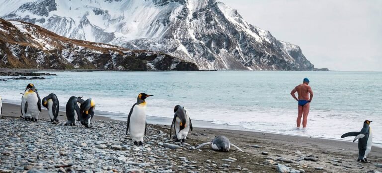 Deshielo antártico expone al pingüino emperador a la extinción