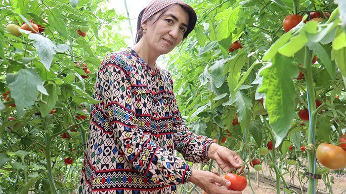 Invernaderos hídricamente inteligentes en Uzbekistán