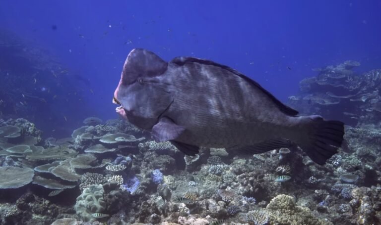 Sensores y satélites monitorean la calidad del agua en la Gran Barrera de Coral