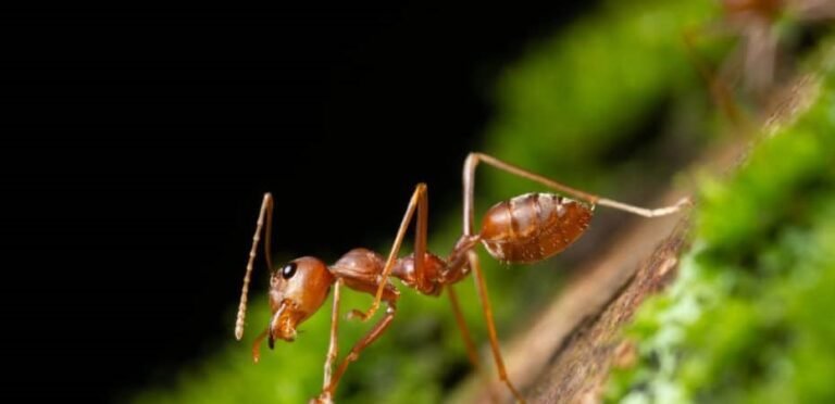 La hormiga loca (Nylanderia fulva): Una plaga no deseada