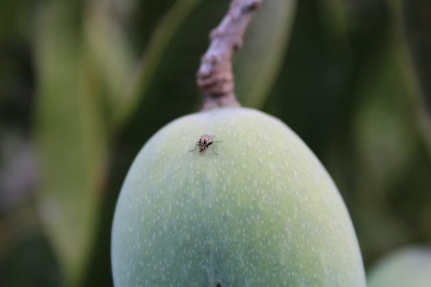 Especies invasoras, jinetes a galope del apocalipsis de la biodiversidad