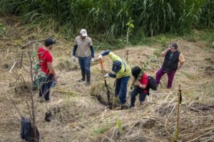 Únase al voluntariado de restauración ecológica en el Bosque Los Cipreses
