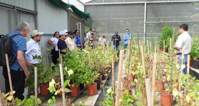 INTA desarrolla variedades vegetales con mayor adaptación a la sequía y al calor