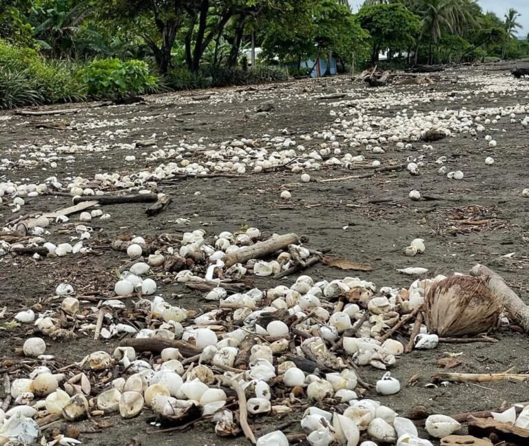 Miles de huevos de tortugas fueron destruidos en Playa Ostional, tras fuerte oleaje y lluvias