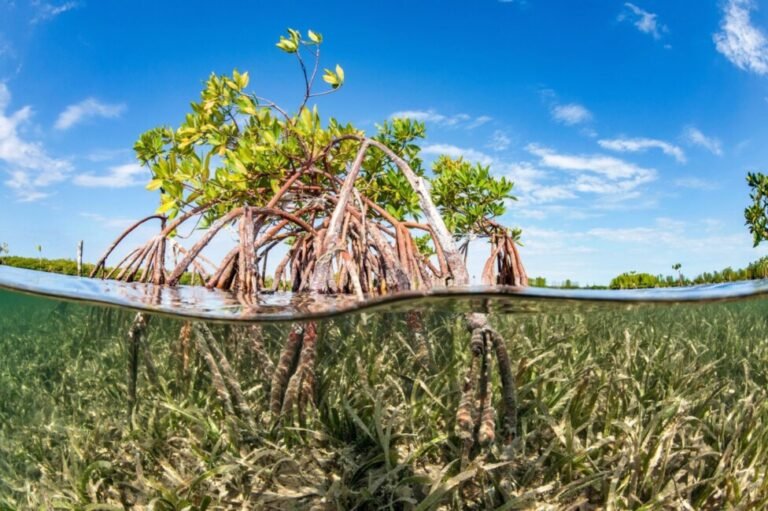 Seis maneras en las que los océanos podrían absorber emisiones de CO2