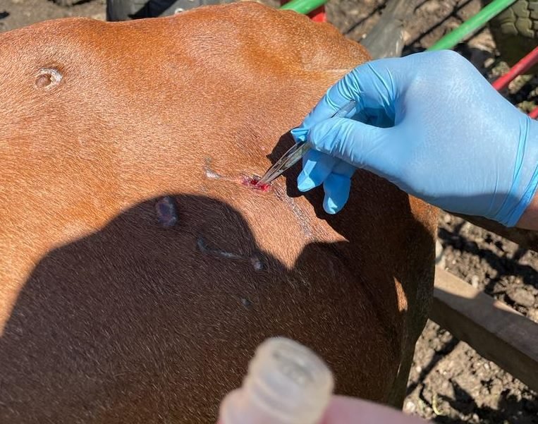 Corfoga destina fondos para combatir el gusano barrenador